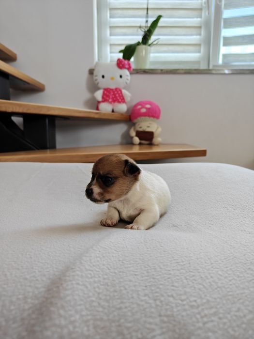 Jack Russell Terrier suczka