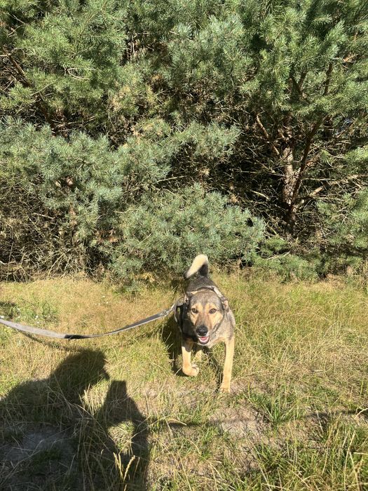 Brutusek bardzo lagodny piesek