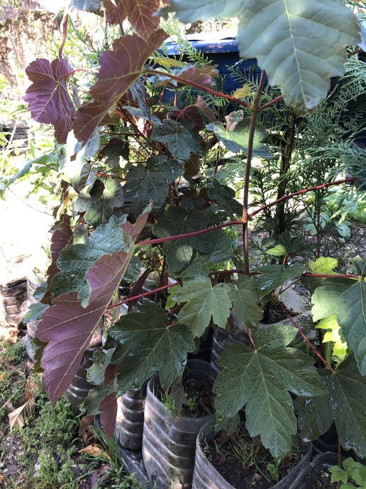 Acer planta envasada