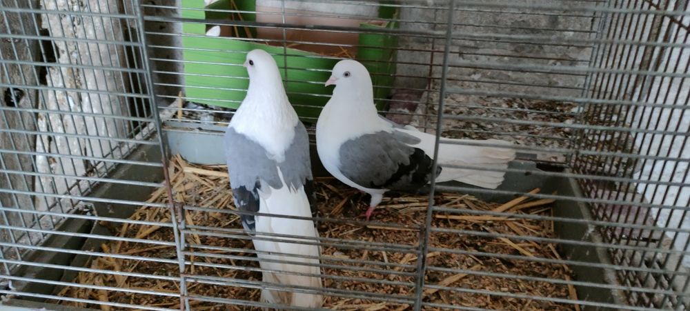 Sprzedam gołębie