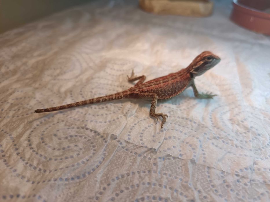 Agamy Brodate odmiana Stripe