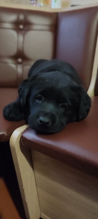 Лабрадори ретривери цуценята