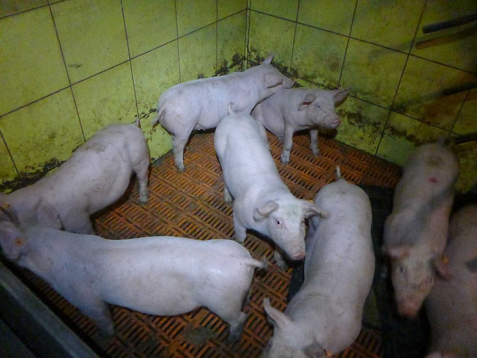 Warchlaki prosiaki 120 szt