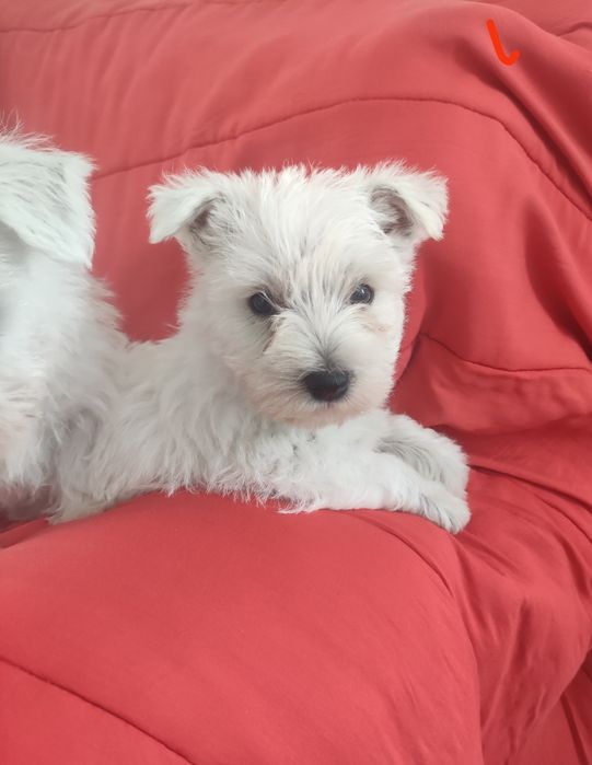 West Highland White Terrier piesek