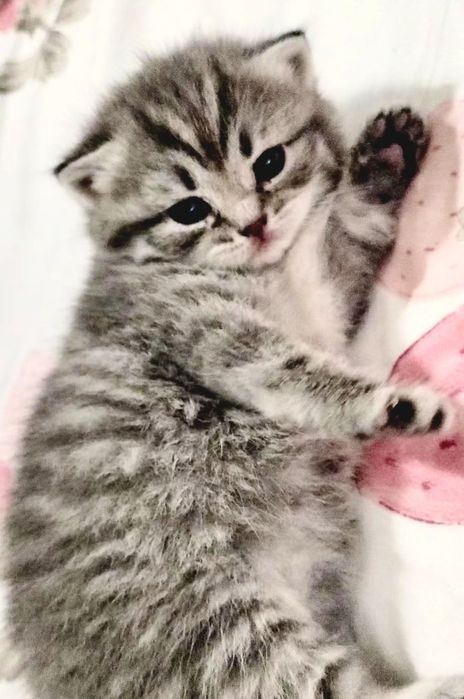 Fêmea  tabby silver