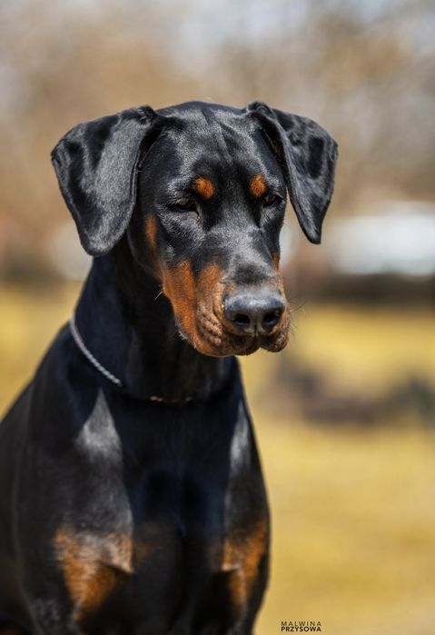 Doberman FCI/ZKwP