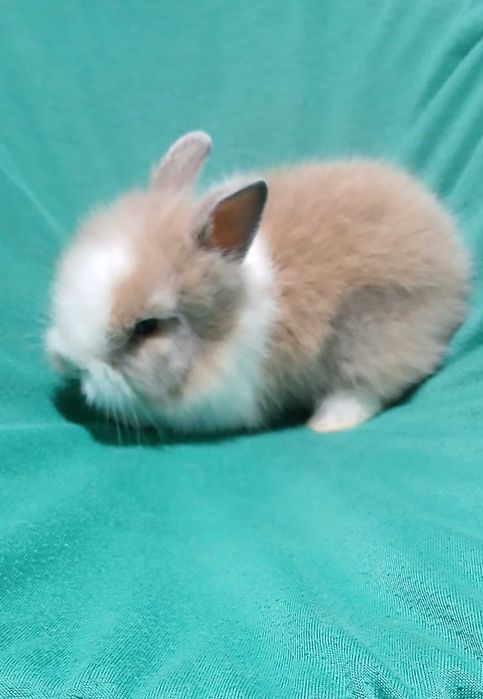Карликовий декоративний кролик