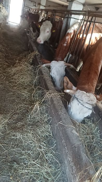 Krowy hodowlane  redukcja stada