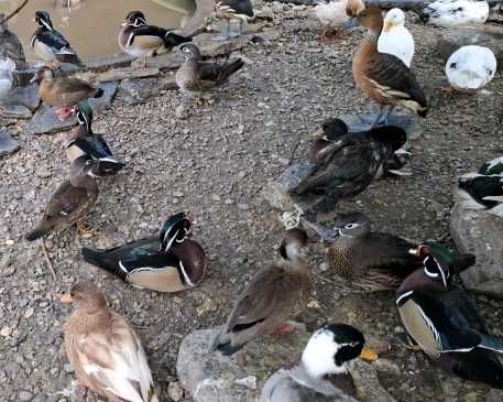 Perus  galinhas gansos garnizas