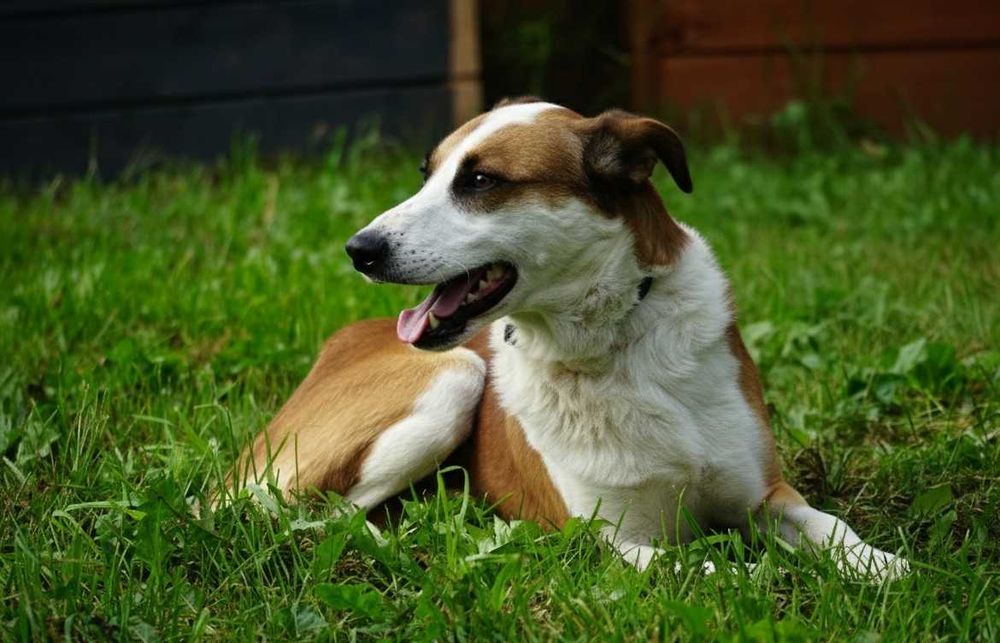 CRUX - duży biało-rudy psiak