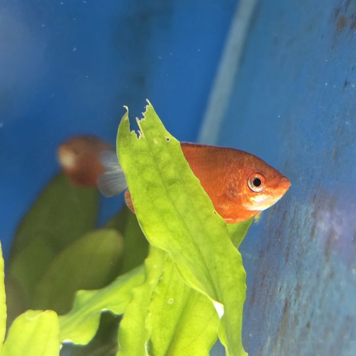 PRĘTNIK CZERWONY, Rybki akwariowe