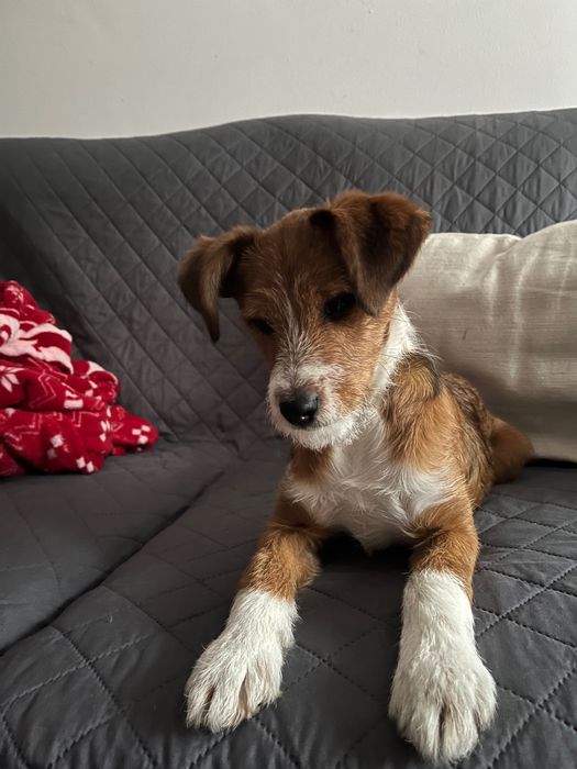 ADOÇÃO-  Nico tem 5 meses