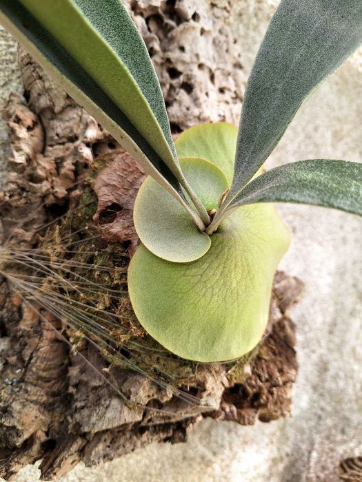 Platycerium bifurcatum