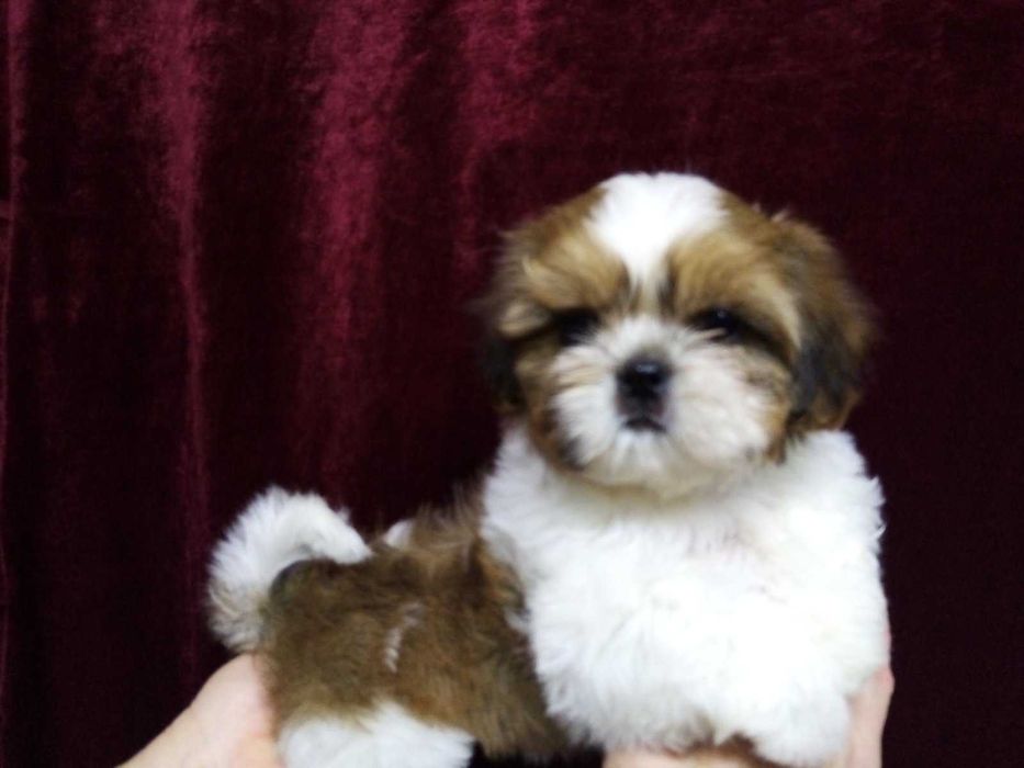 Щеночки девочки и мальчики