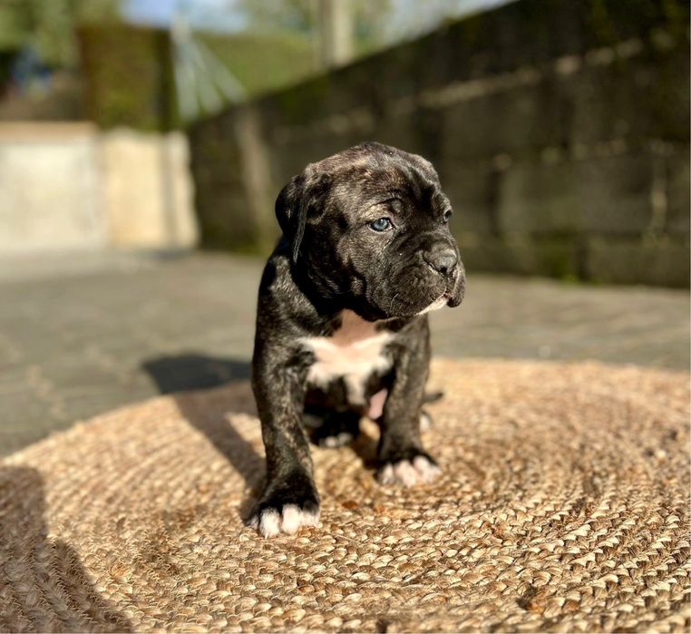 Cane corso maravilhosa