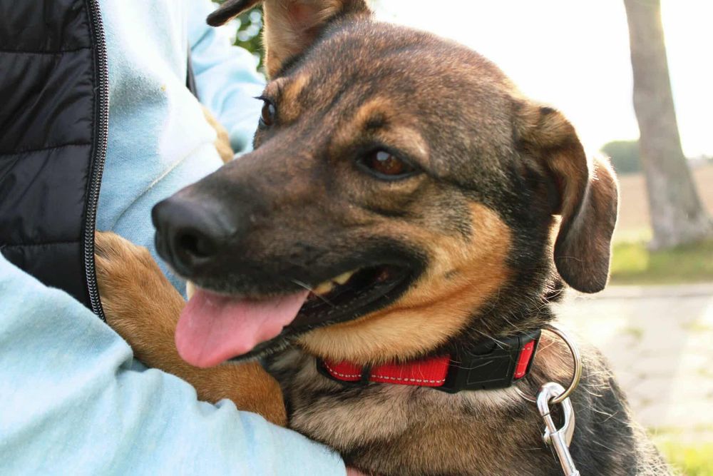 DO ADOPCJI – Kama szuka domu