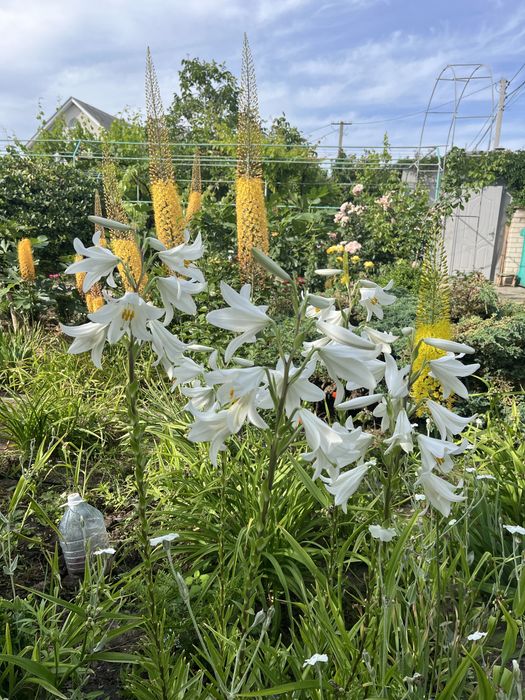 Еремурус и др. растения