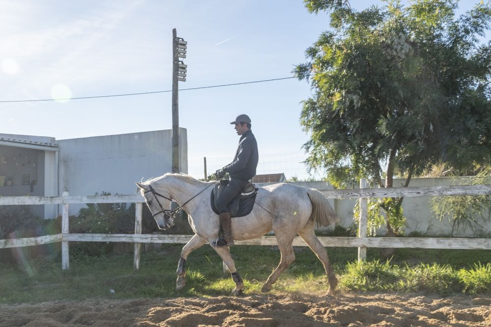 Egua Luso-Anglo montada, bom carácter