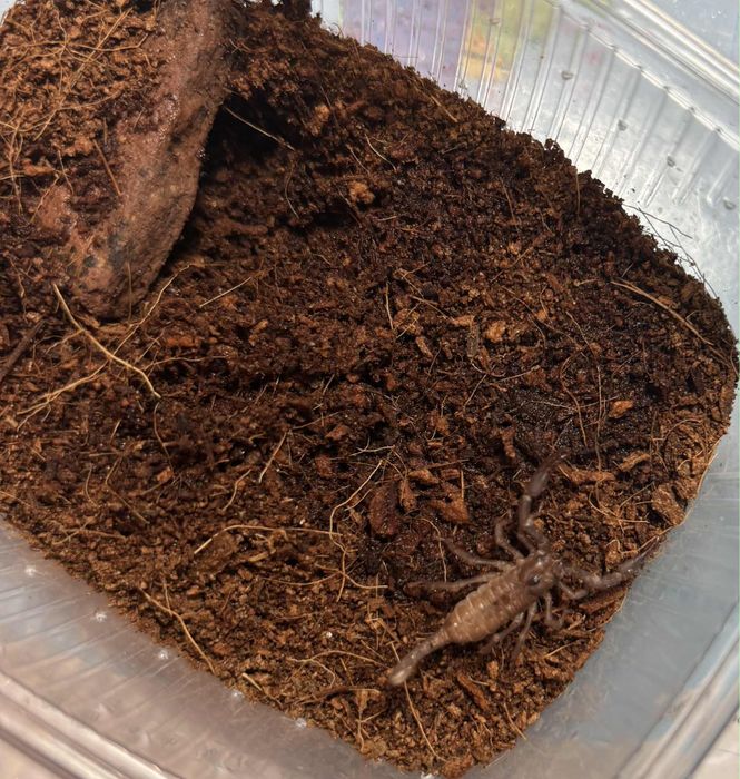 Skorpion heterometrus silenius młody.