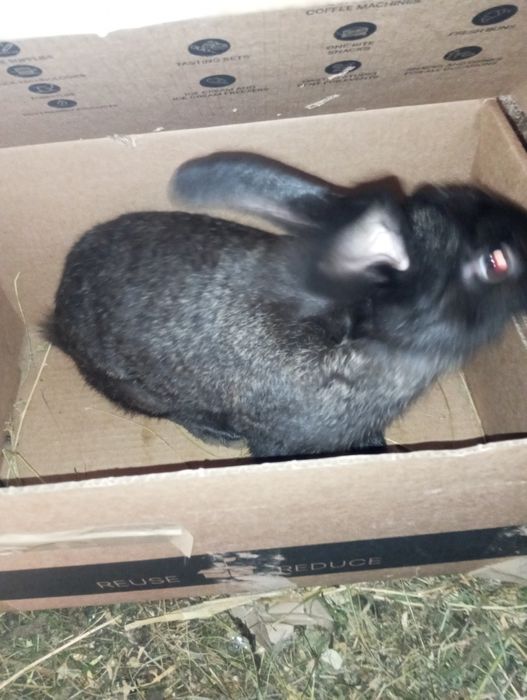 Продаю кролів самка