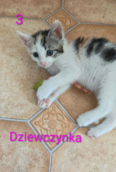 Kotki szukają domu.