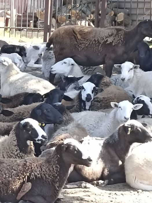 Продам овец девочек