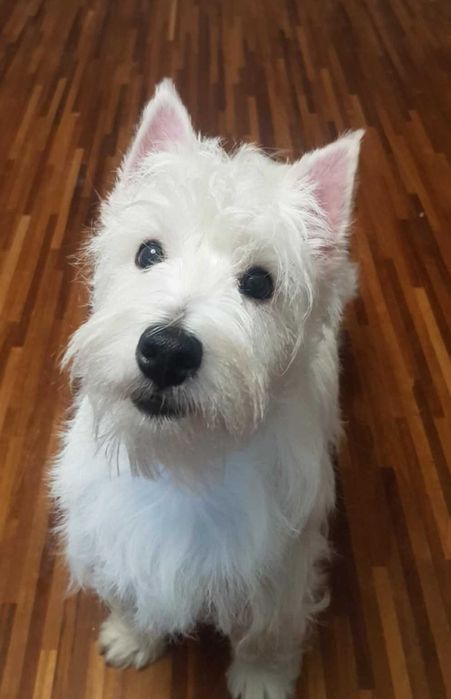 suczka West Highland White Terrier z metryką ZKWP po  Championie