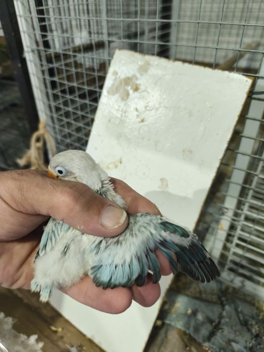 Fishers opalinos pale x cobalto