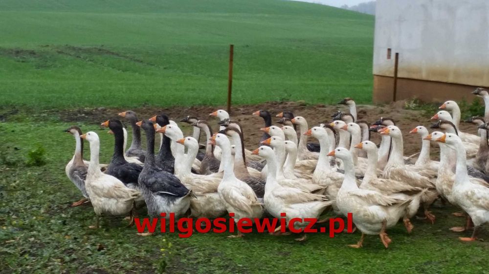 Gęsi do odchowu dalszego kubańska dowóz