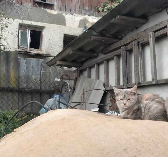 Кошенят віддам в добрі руки
