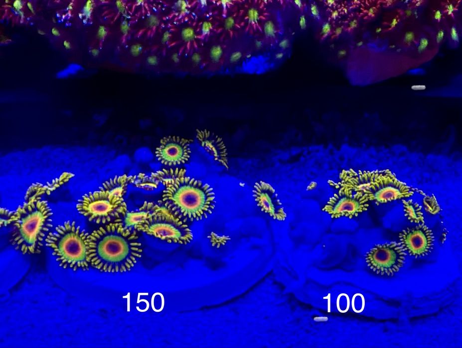 Zoanthus rasta - akwarium morskie