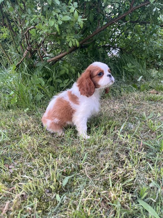 Szczeniak Cavalier King Charles Spaniel