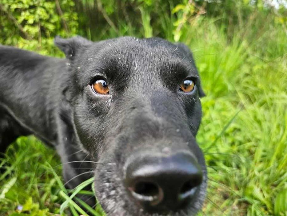 Pies do adopcji.