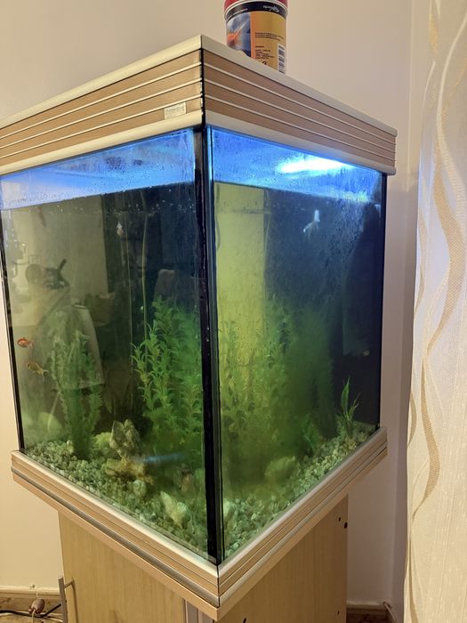 Aquario Peixes em bom estado