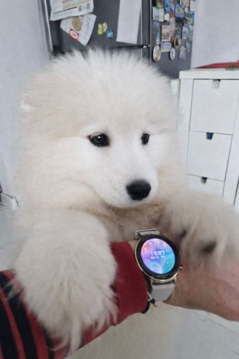 SAMOYED  ZKwP FCI  plany hodowlane na 2026