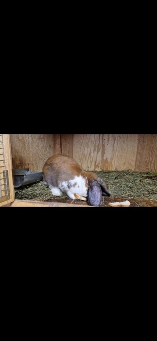 Baran francuski Madagaskar srokacz samiczki