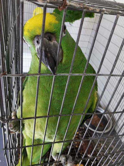 Papagaio amazona ochrocephala