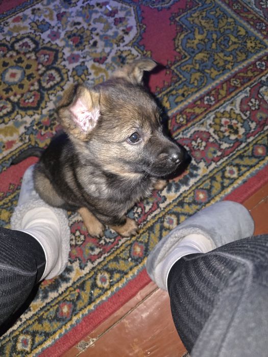 Отдам собачку в хорошие руки