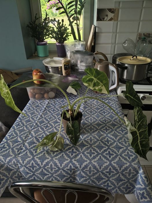 Alocasia Frederyk Verginata