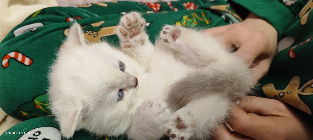 Кошенята британська" бою поінт"