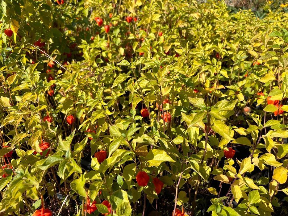 Miechunka Rozdęta (Physalis franchetii) Czerwone Lampiony 2.0L