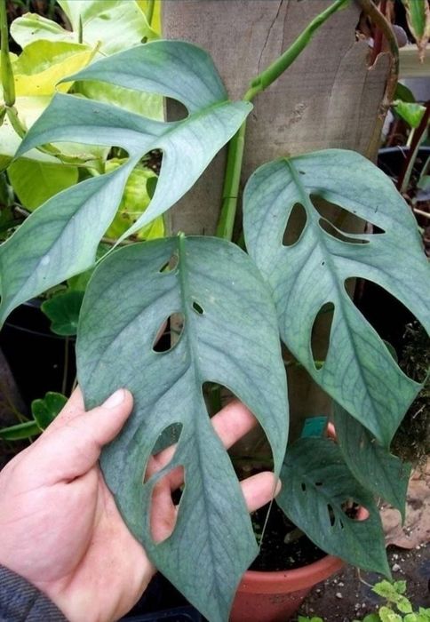 Епіпремнум (Монстера) 'Cebu Blue'