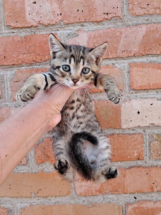 Кошенята котики безкоштовно Мала Виска