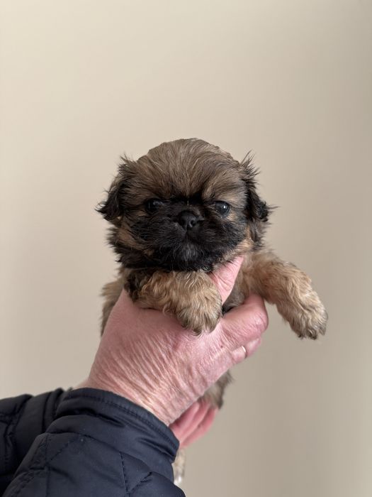 Королівські пекінеси розумні собачки