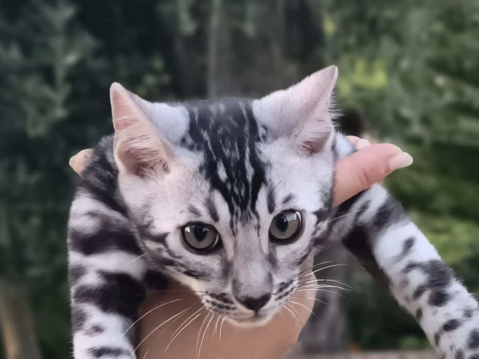 Bengal Silver macho com Lop