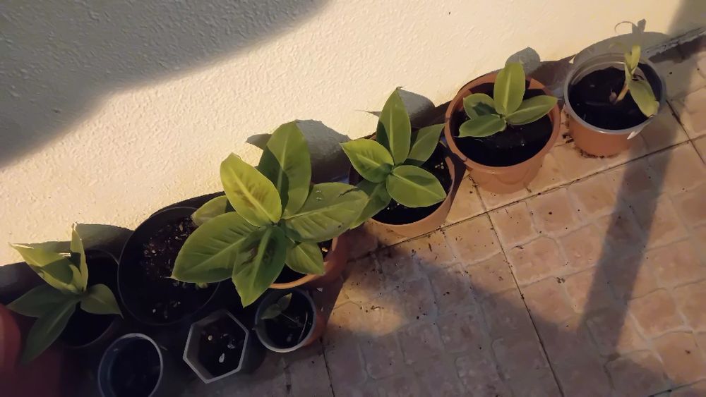 Bananeira Musa acuminata Dwarf Cavendish