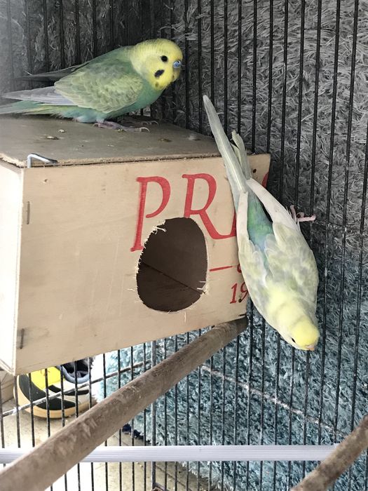 Troco ou vendo dois casais de periquitos