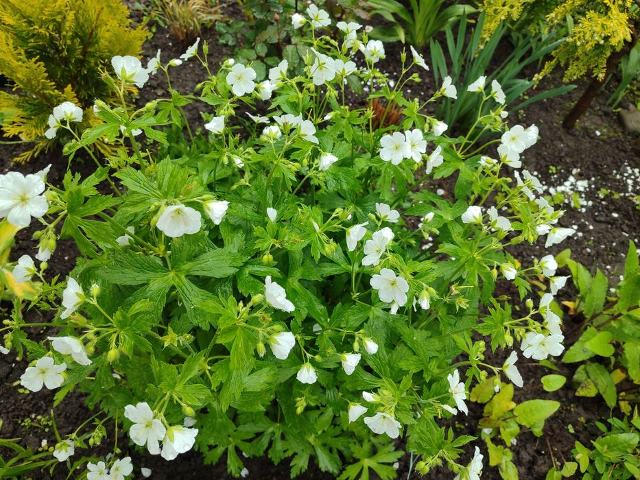 Багаторічні рослини та кущі