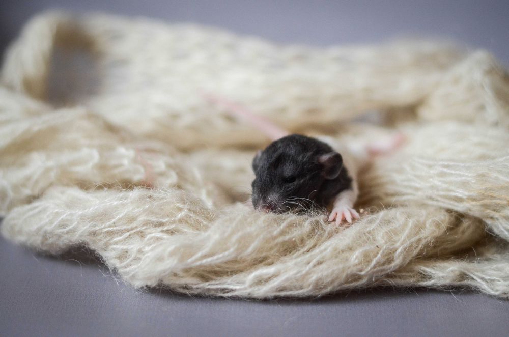 Малыши крысы и крысята