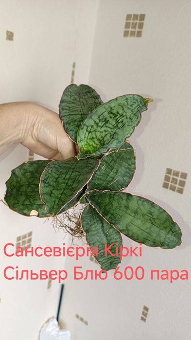 Продам комнатные цветы